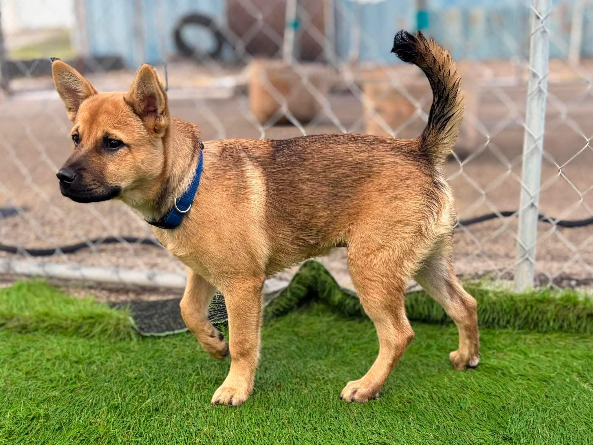 Enlarge Glitch, a Adoptable mixed breed in Parrish, FL image 4/6