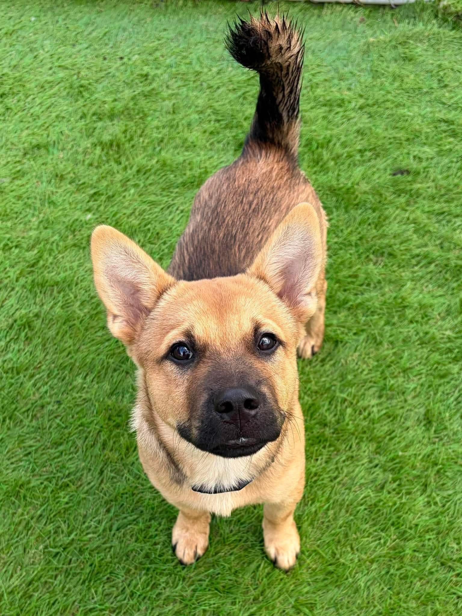 Enlarge Glitch, a Adoptable mixed breed in Parrish, FL image 5/6