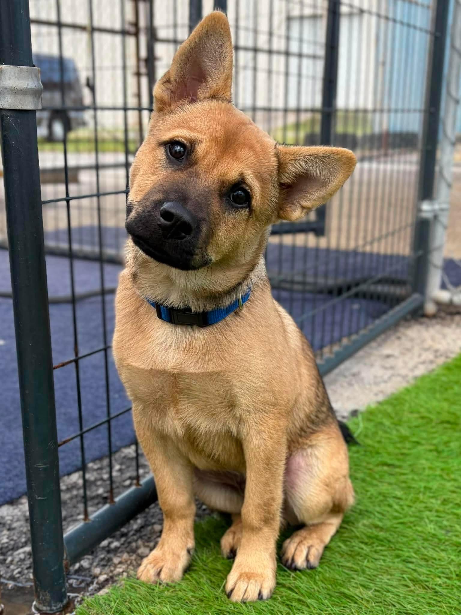 Enlarge Glitch, a Adoptable mixed breed in Parrish, FL image 6/6