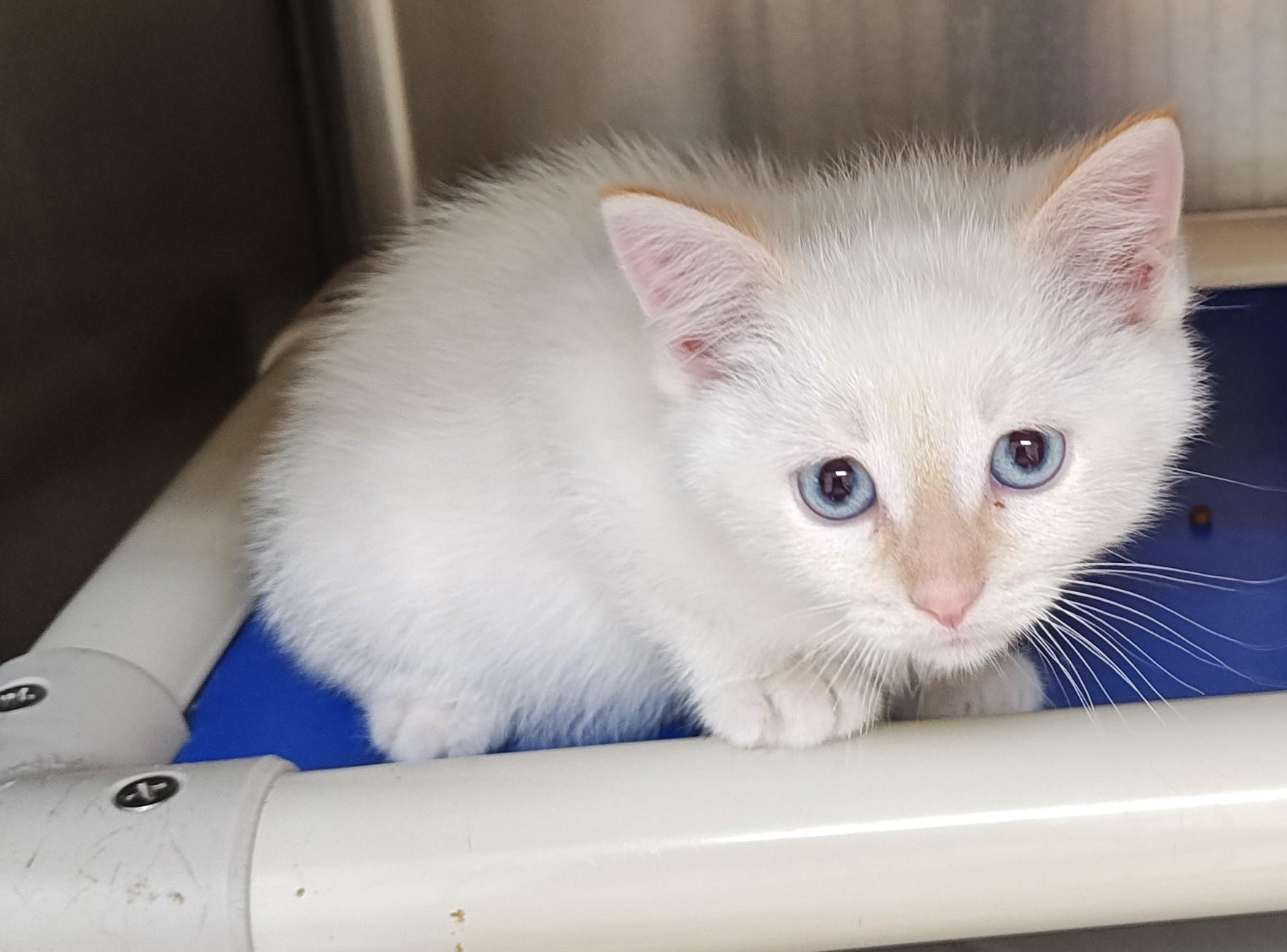 Cloud, adopted, Young Male Domestic Short Hair.