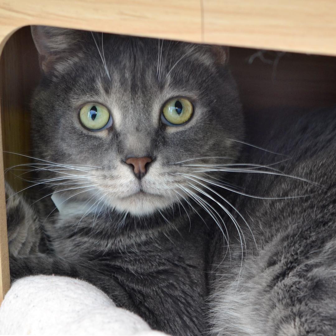 Rick, adopted, Adult Male Domestic Short Hair & Tiger.