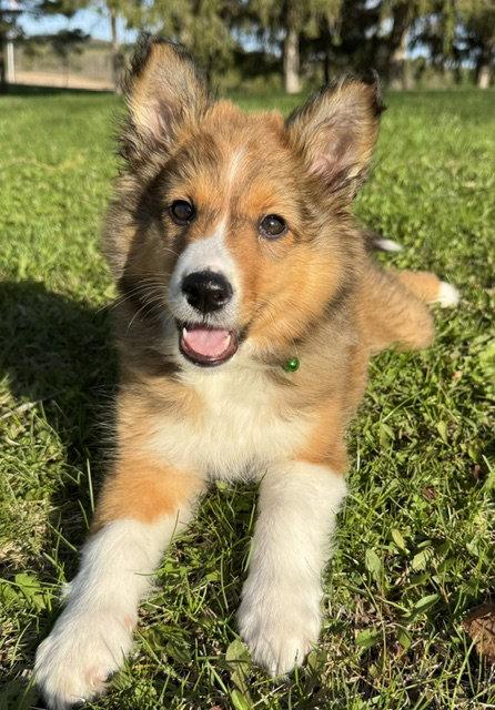 **KARLEE*, Adopted, Puppy Female Australian Shepherd.