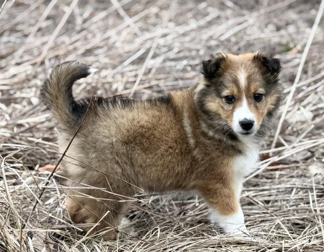 Enlarge **KARLEE*, a Adopted Australian Shepherd in North Prairie, WI image 2/2
