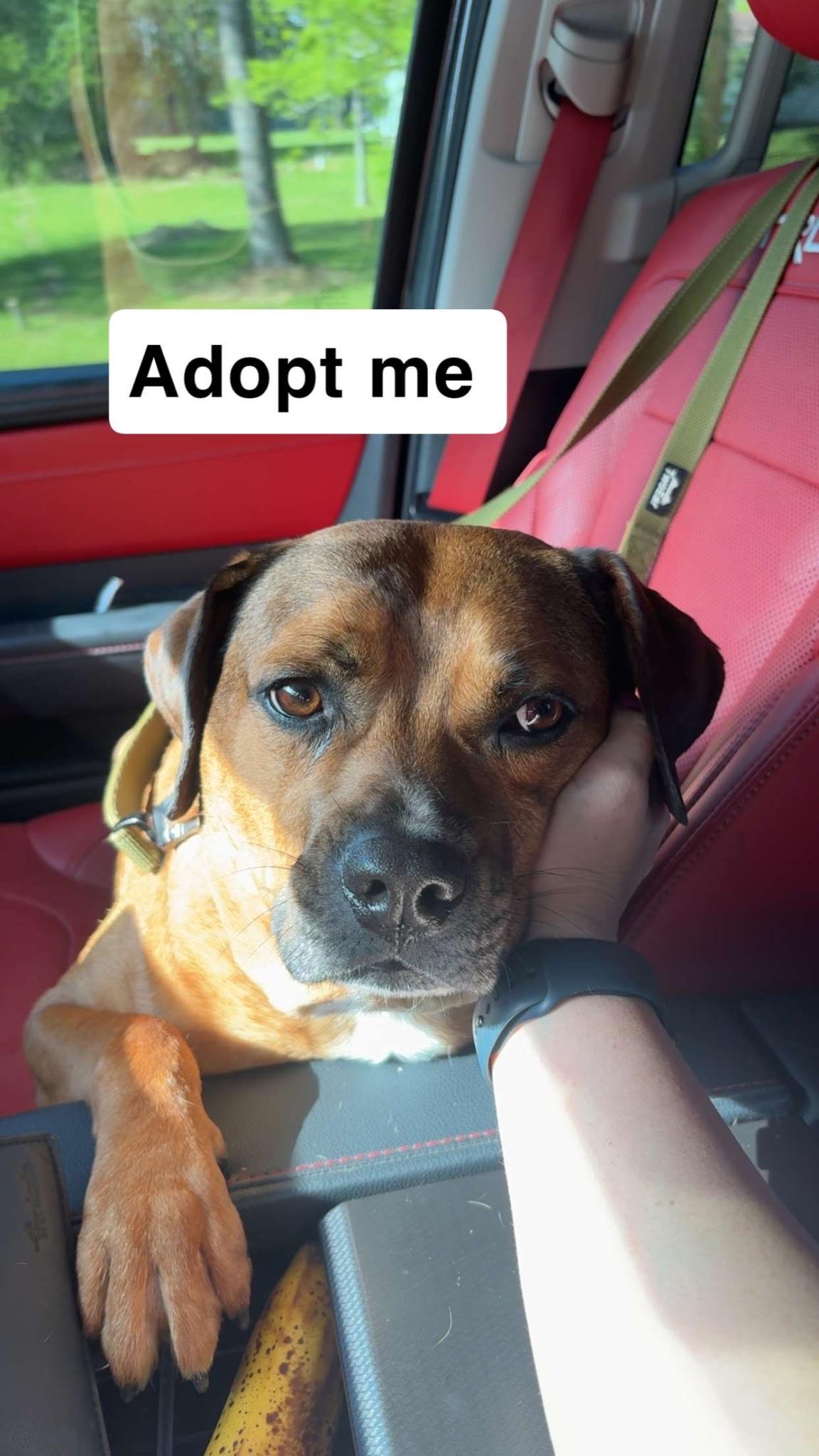 Enlarge Willie , a ADOPTABLE mixed breed in Chesapeake Beach, MD image 3/6