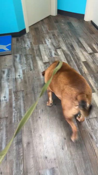 Enlarge Willie , a ADOPTABLE mixed breed in Chesapeake Beach, MD video 6/6
