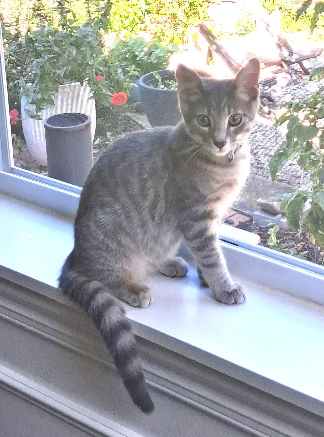 Enlarge Marigold, Full of Purrsonality, a Adoptable Tabby in Columbus, OH image 1/4