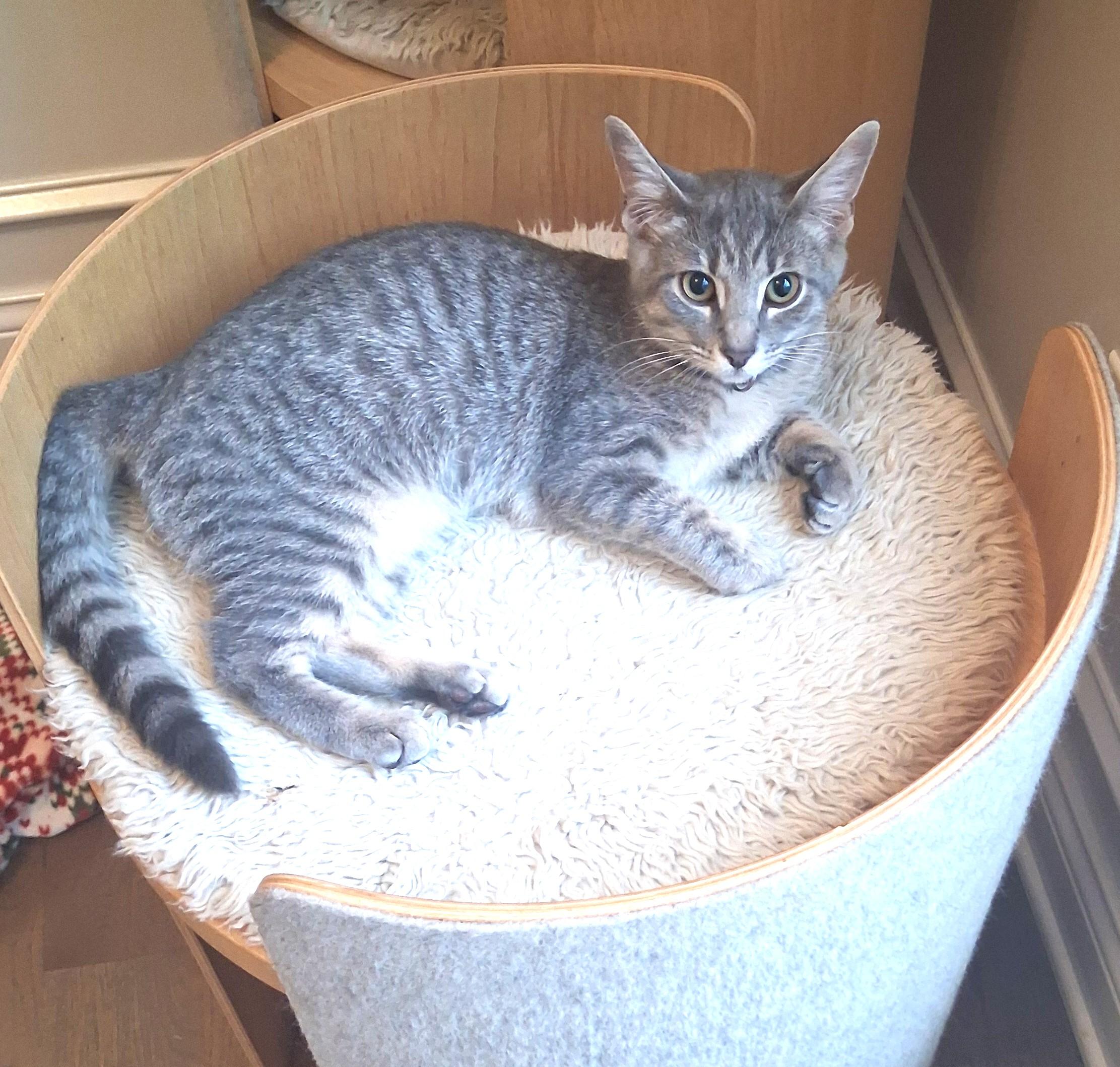 Enlarge Marigold, Full of Purrsonality, a Adoptable Tabby in Columbus, OH image 3/4