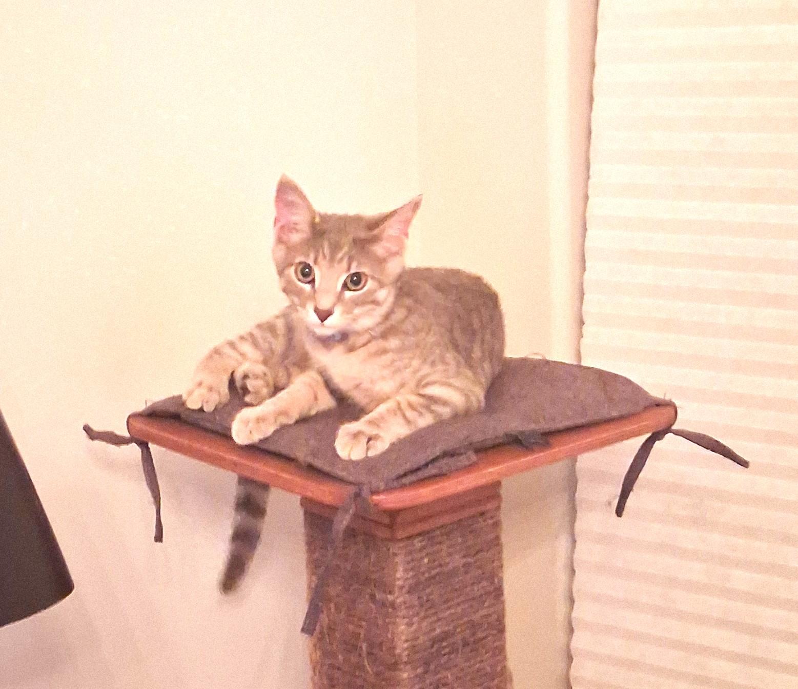 Enlarge Marigold, Full of Purrsonality, a Adoptable Tabby in Columbus, OH image 4/4