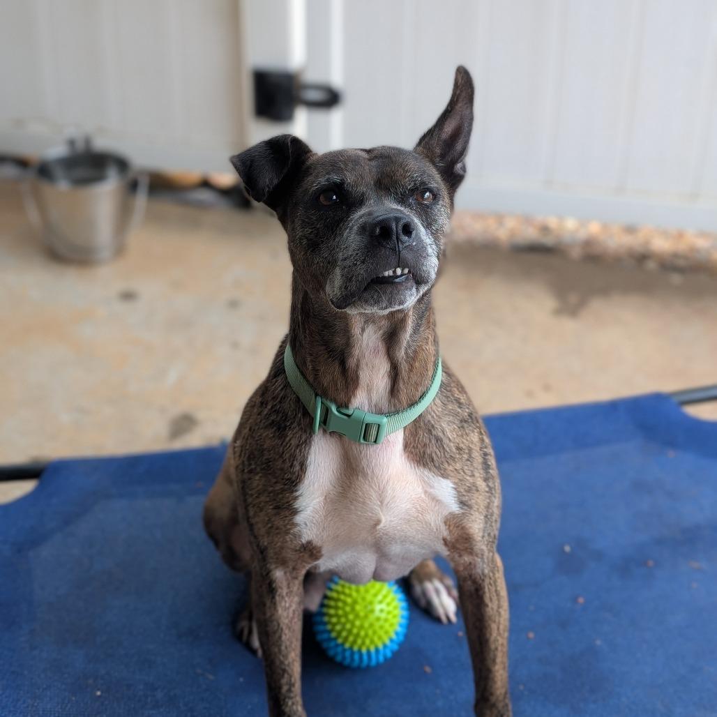 Enlarge Avery(BAS), a Adoptable mixed breed in Lenoir, NC image 3/6