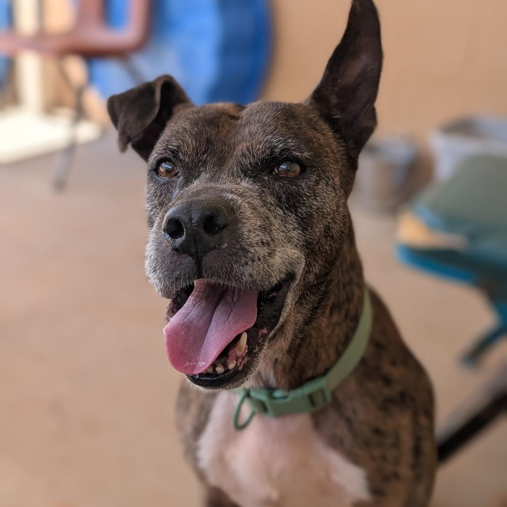 Enlarge Avery(BAS), a Adoptable mixed breed in Lenoir, NC image 4/6