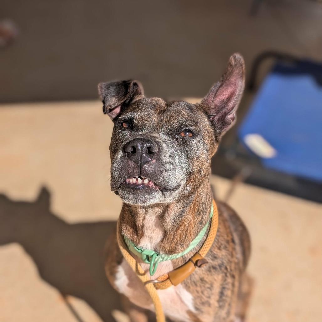 Enlarge Avery(BAS), a Adoptable mixed breed in Lenoir, NC image 5/6