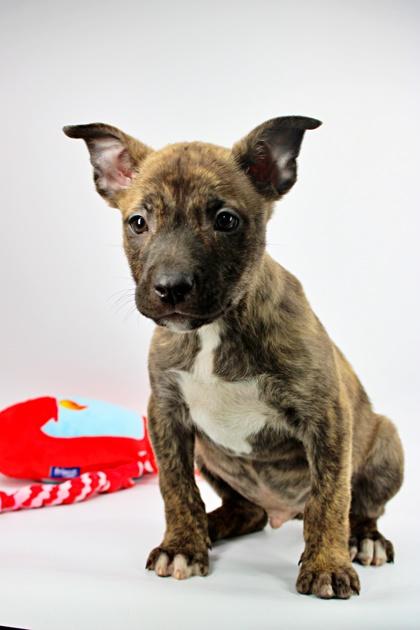 Fiesta — thumbnail 2