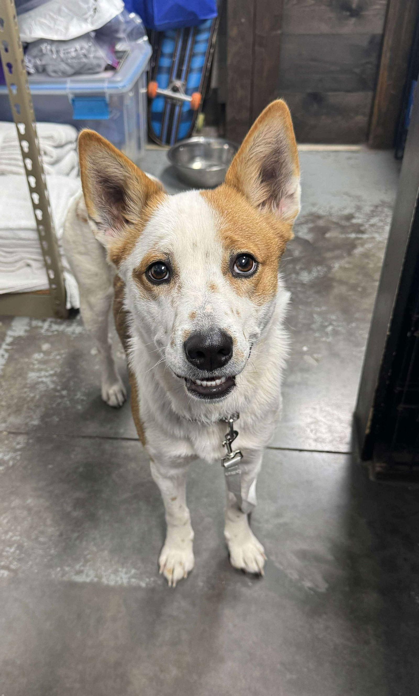 Chilli, Adoptable, Young Female Cattle Dog.