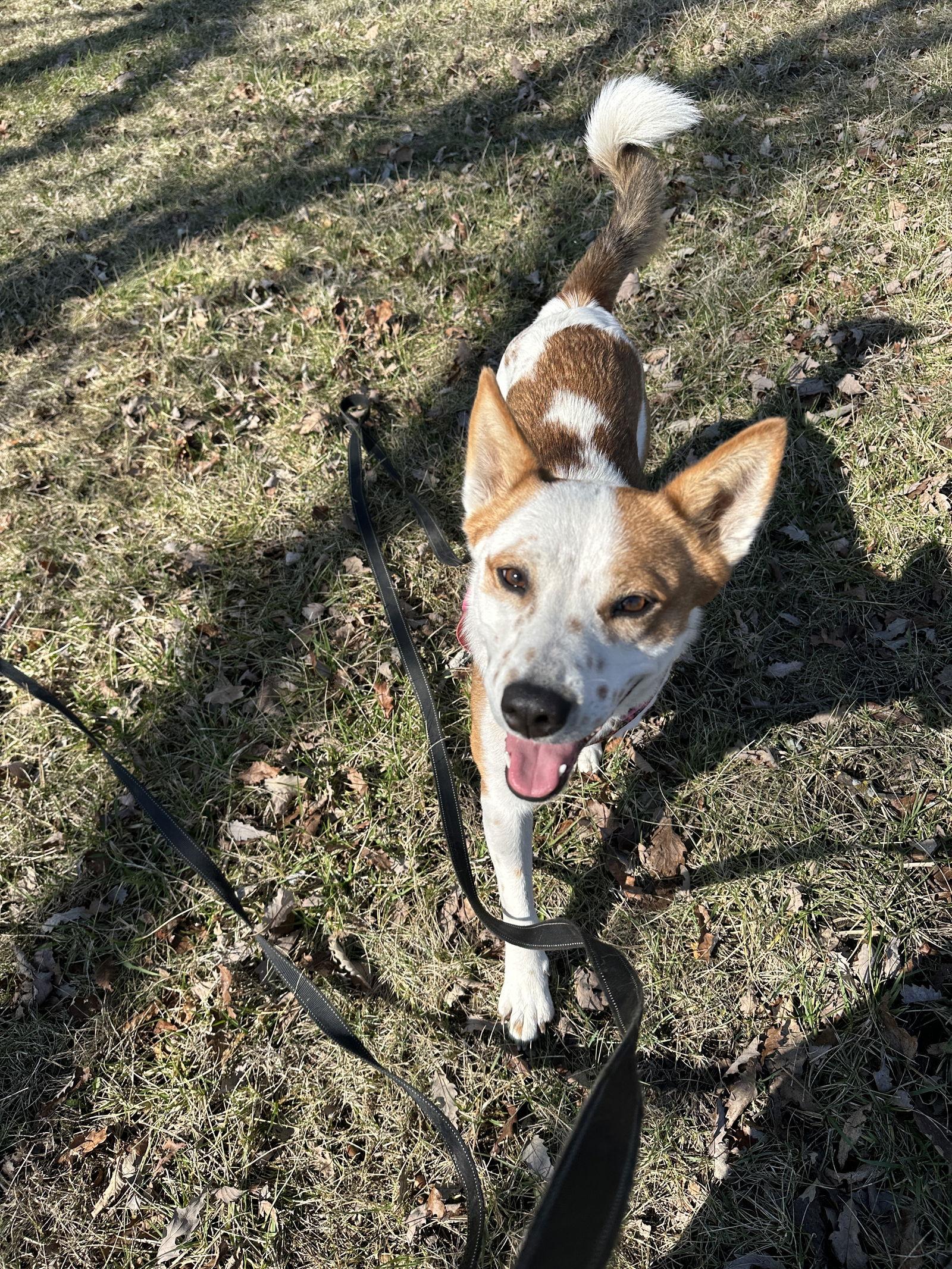 Enlarge Chilli, a Adoptable mixed breed in Merriam, KS image 2/3