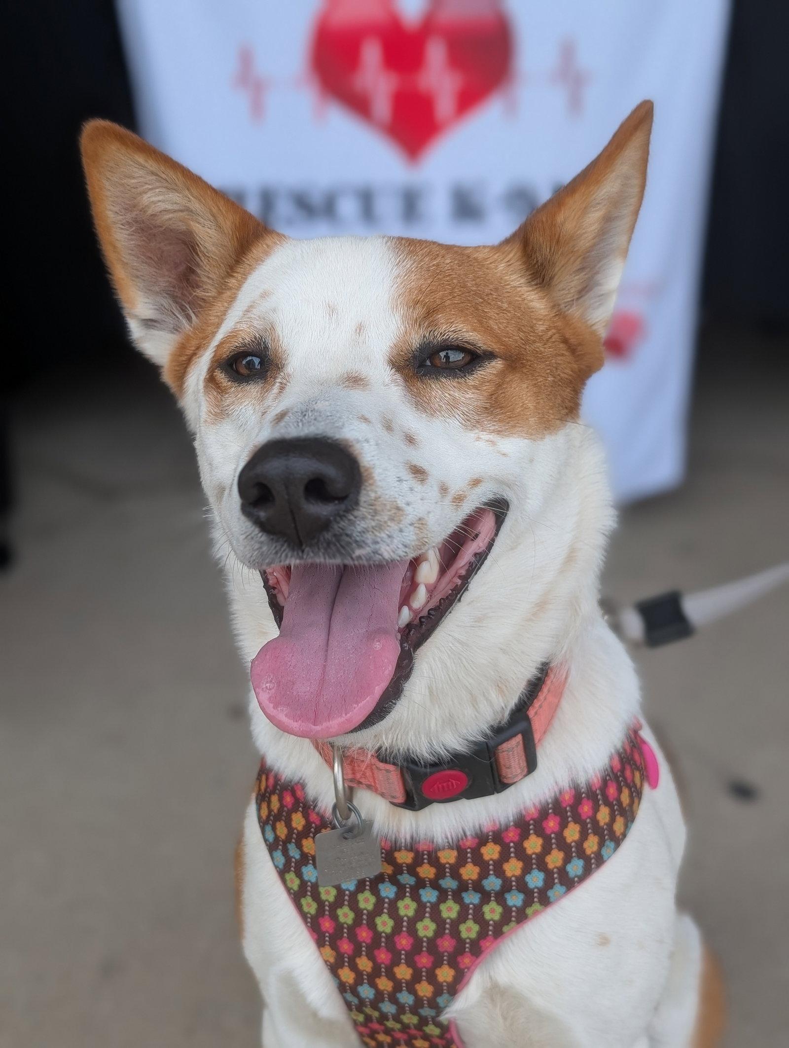 Chilli, a Adoptable mixed breed in Merriam, KS image 3/3