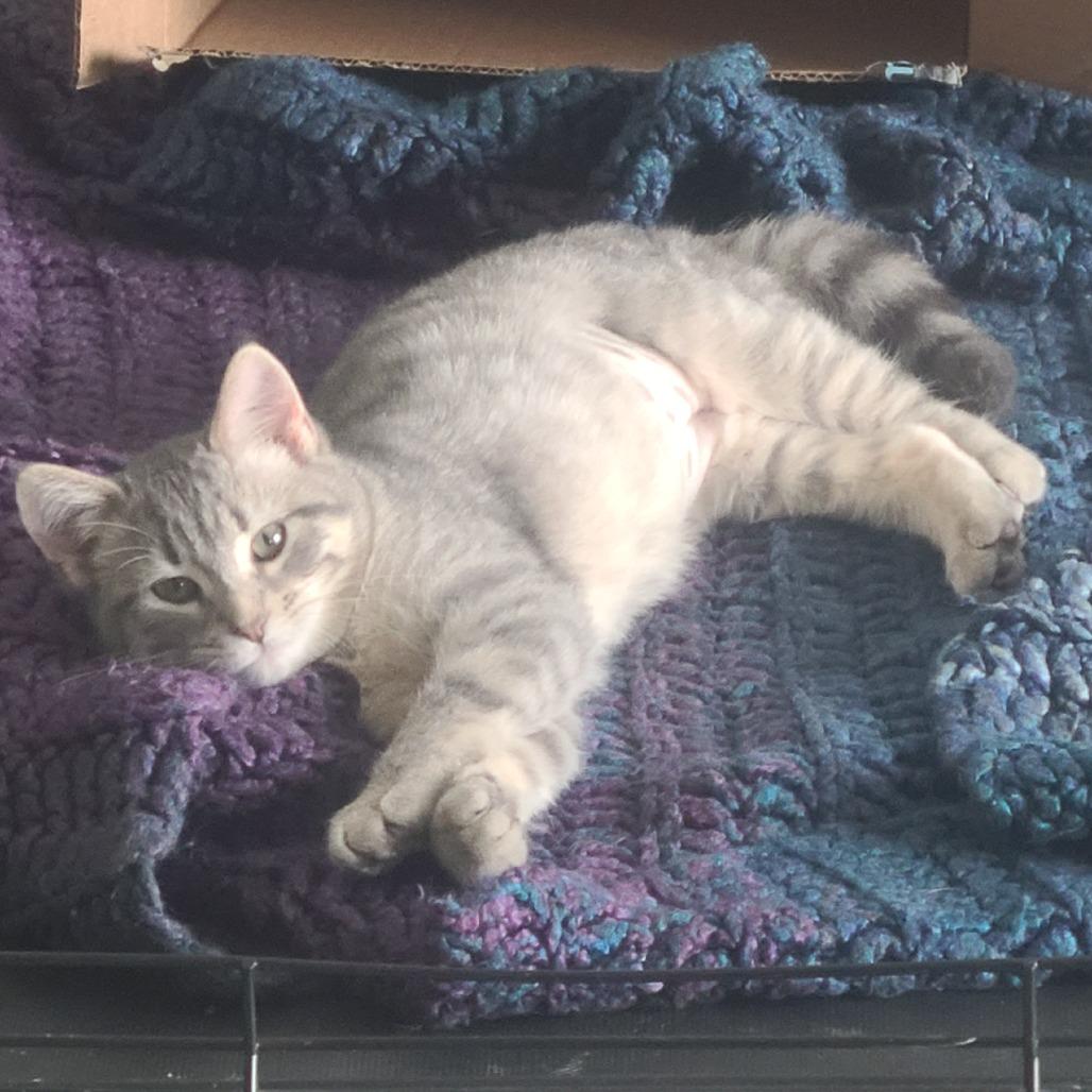 Lucy, Adoptable, Kitten Female Domestic Medium Hair.