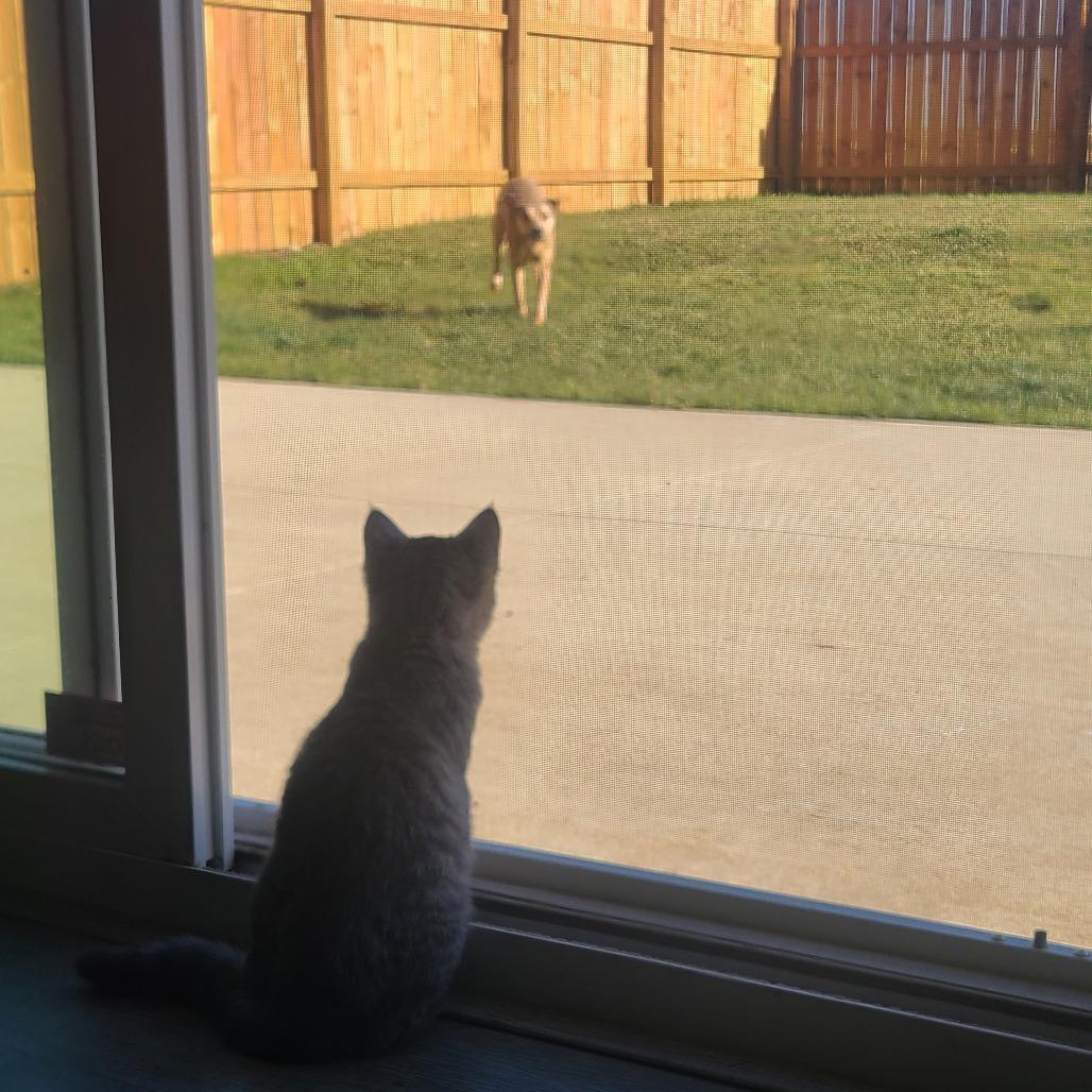 Lucy, a Adoptable Domestic Medium Hair in Tulsa, OK image 3/6
