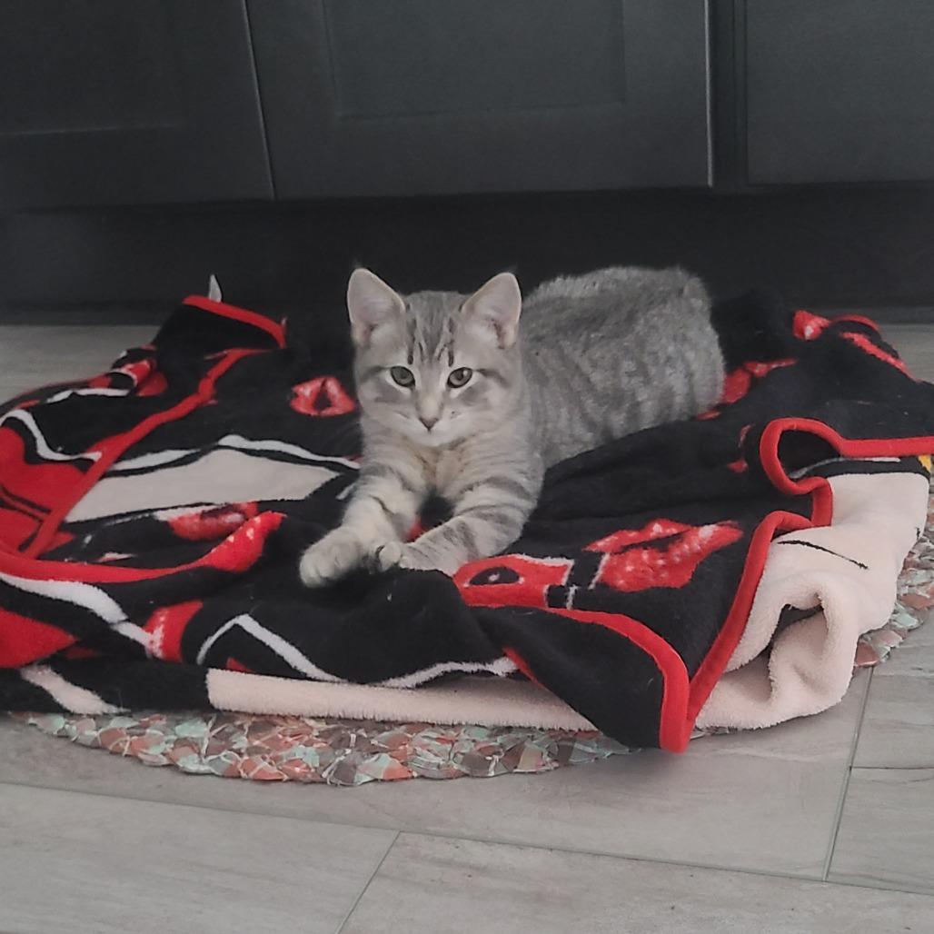 Lucy, a Adoptable Domestic Medium Hair in Tulsa, OK image 6/6