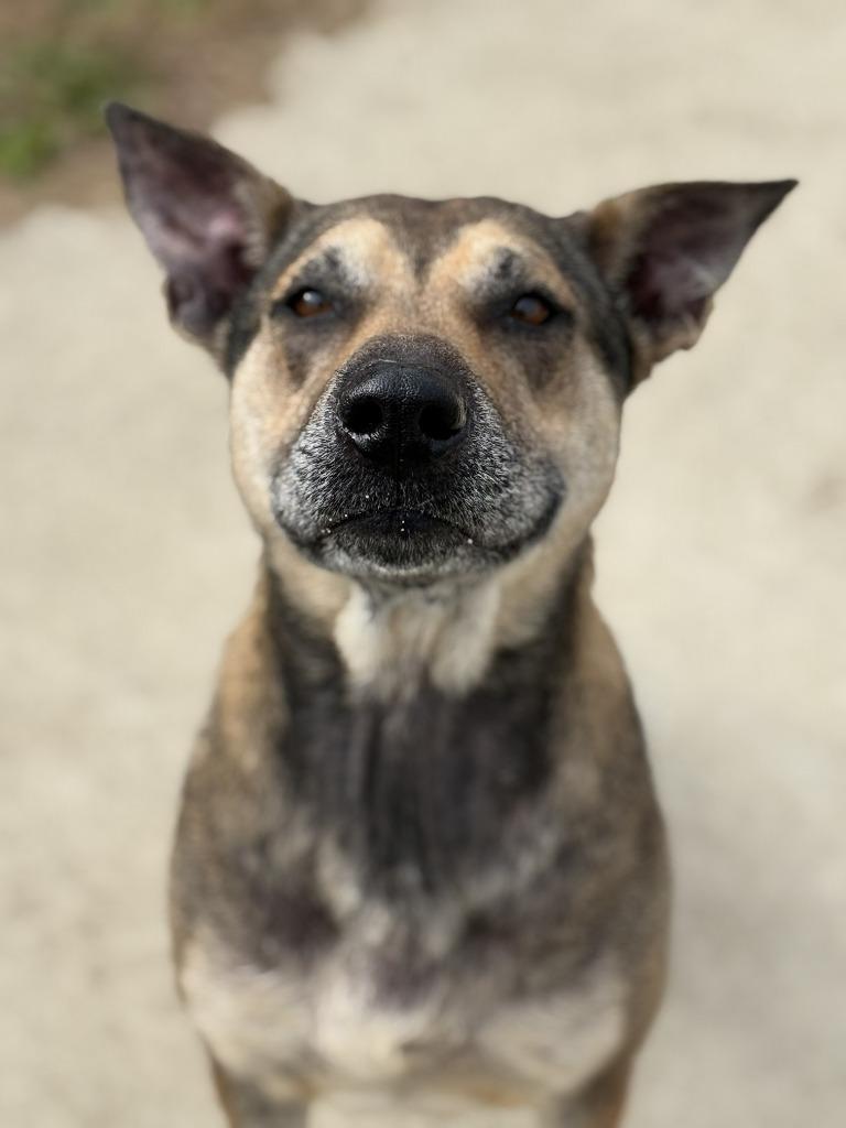 BROOKLYN, Adoptable, Adult Female Shepherd & Mixed Breed.