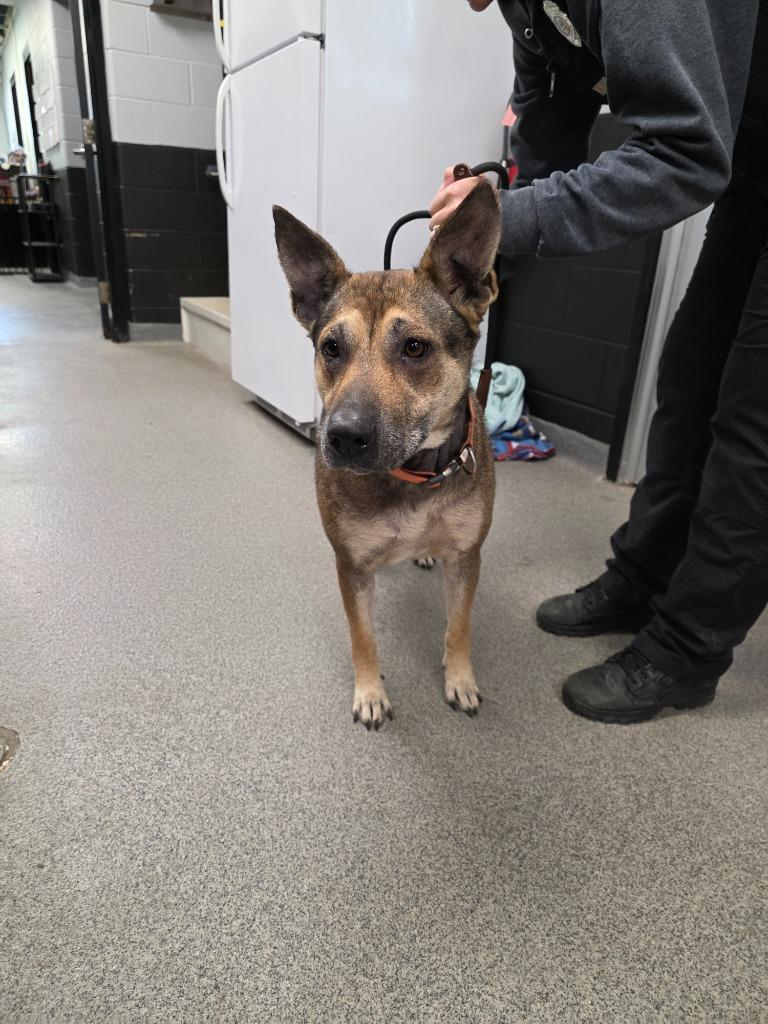 Enlarge BROOKLYN, a Adoptable mixed breed in Fremont, OH image 2/2