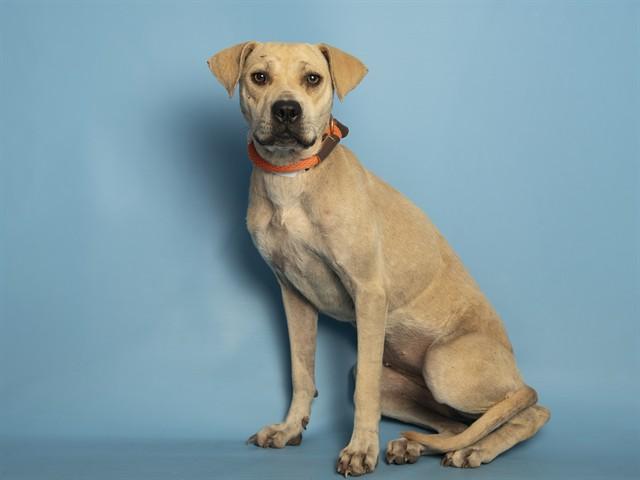 Enlarge NONA, a Adoptable mixed breed in Phoenix, AZ image 1/1