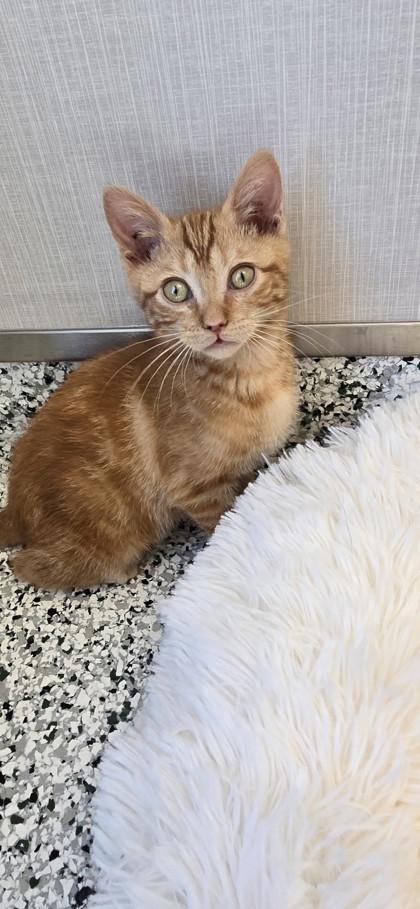 Fuji, Adoptable, Kitten Female Domestic Short Hair & Domestic Short Hair.