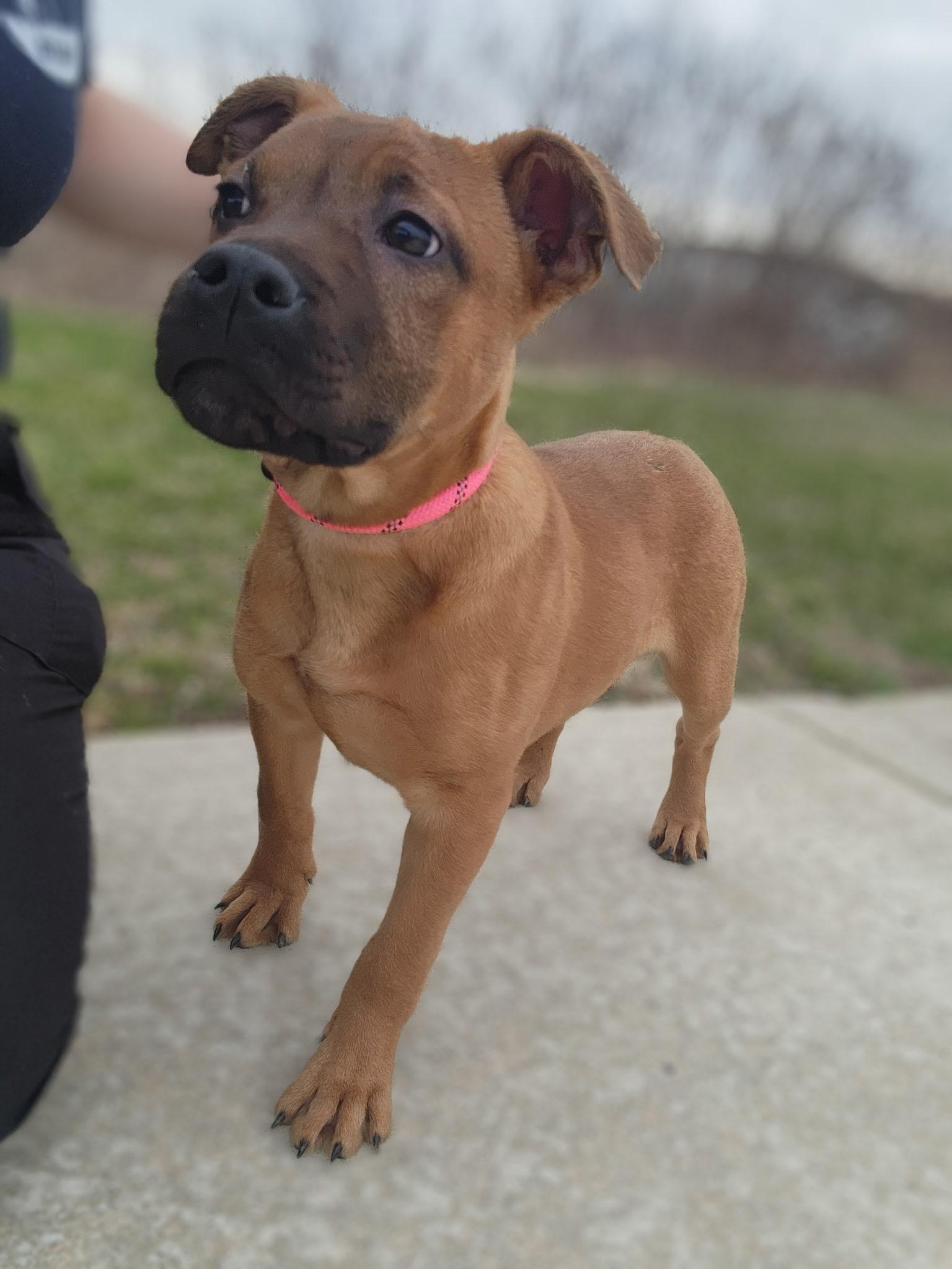 Enlarge Angelica, an adopted mixed breed in Youngstown, OH image 1/2