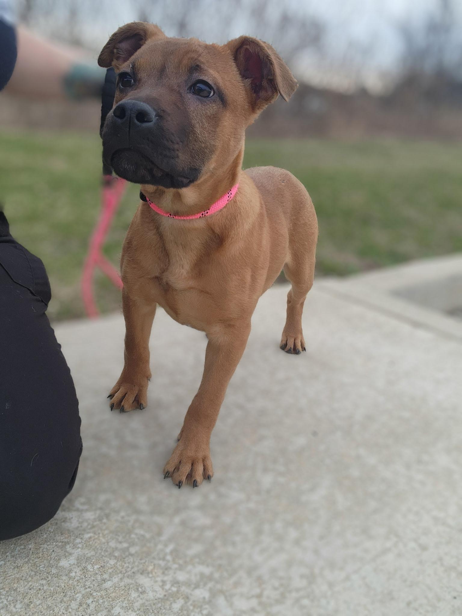 Enlarge Angelica, an adopted mixed breed in Youngstown, OH image 2/2