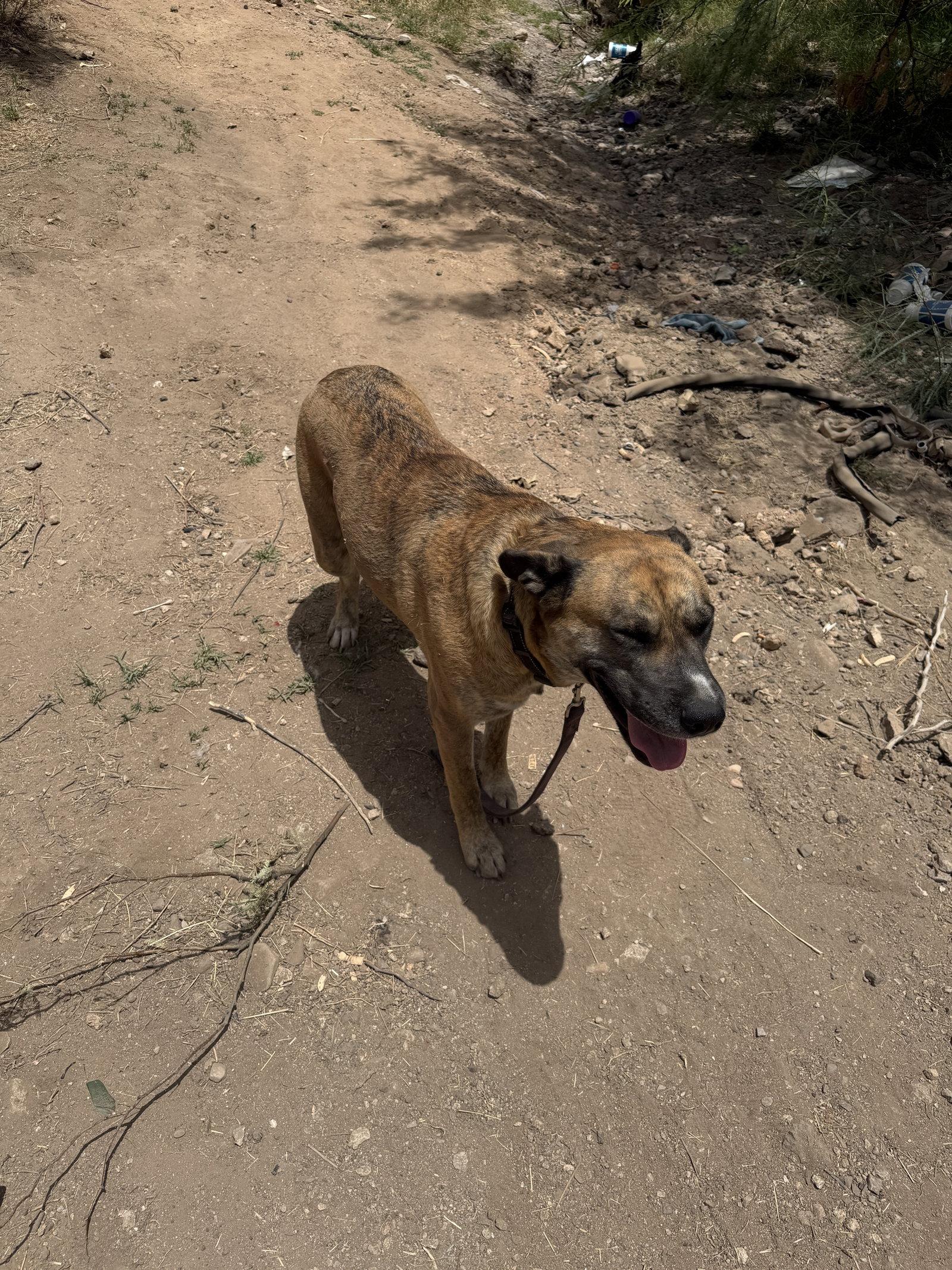 COURTESY POST Henna, a Adoptable Anatolian Shepherd in Tucson, AZ image 1/3
