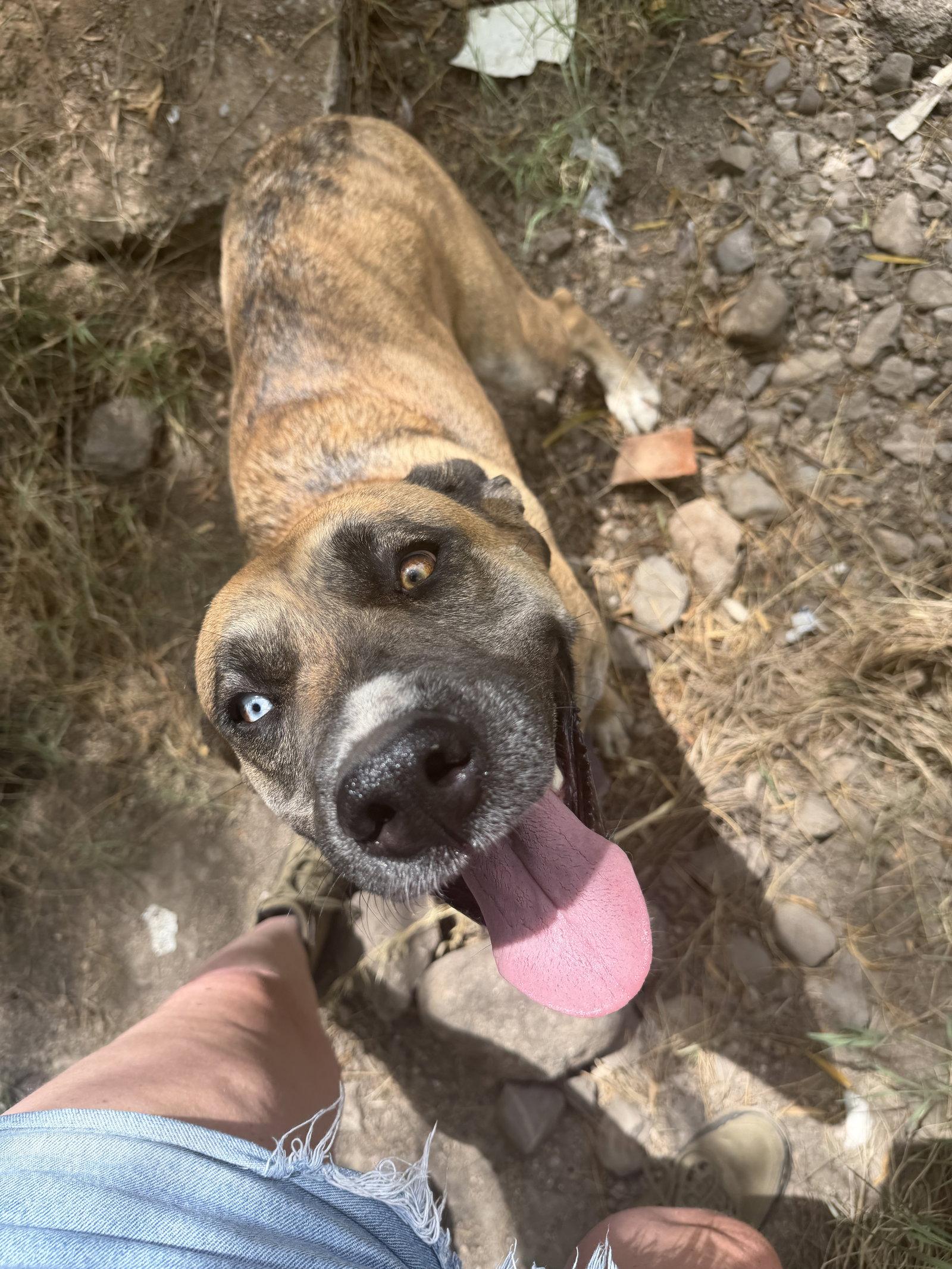 COURTESY POST Henna, a Adoptable Anatolian Shepherd in Tucson, AZ image 2/3