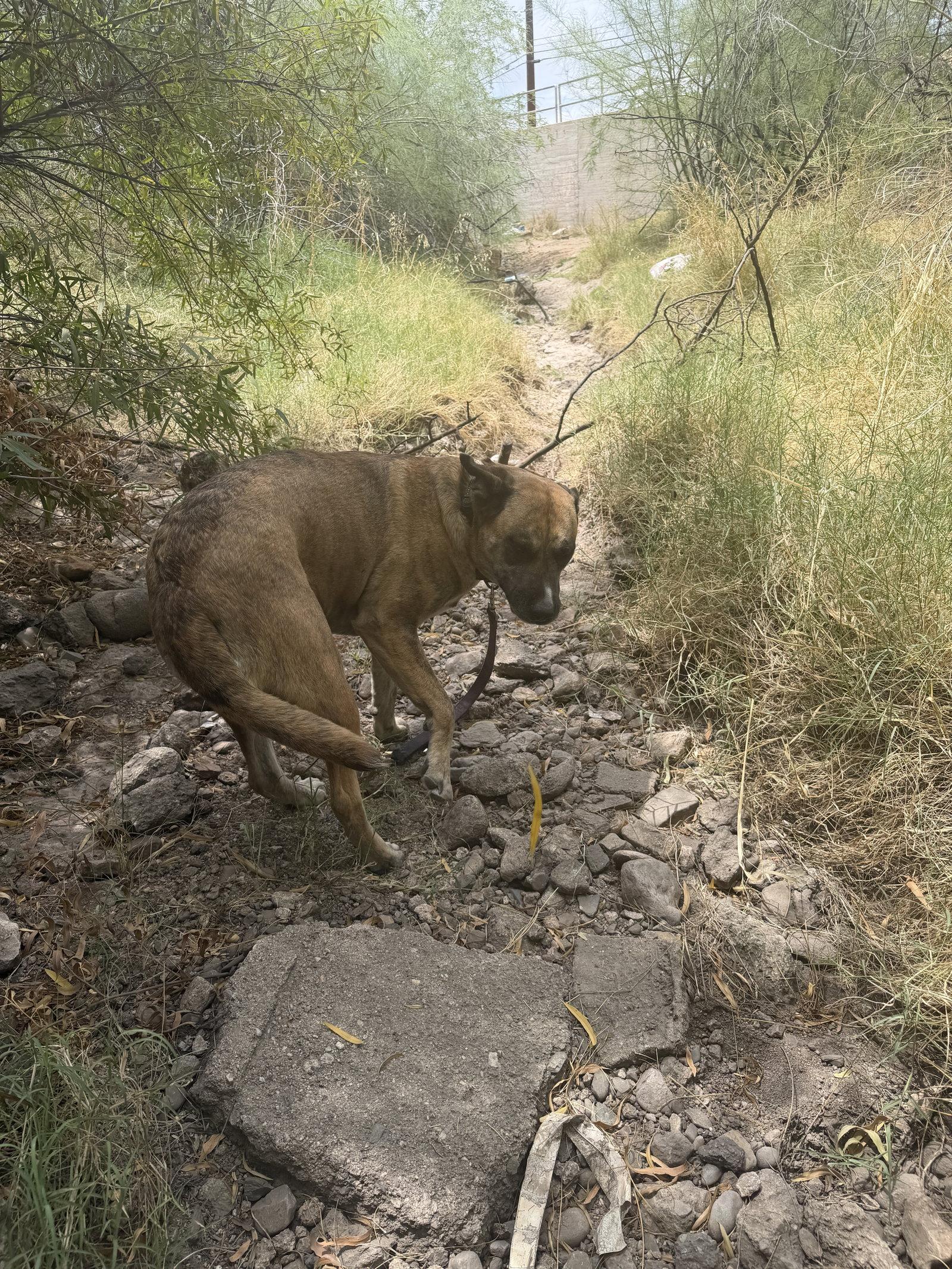 COURTESY POST Henna, a Adoptable Anatolian Shepherd in Tucson, AZ image 3/3