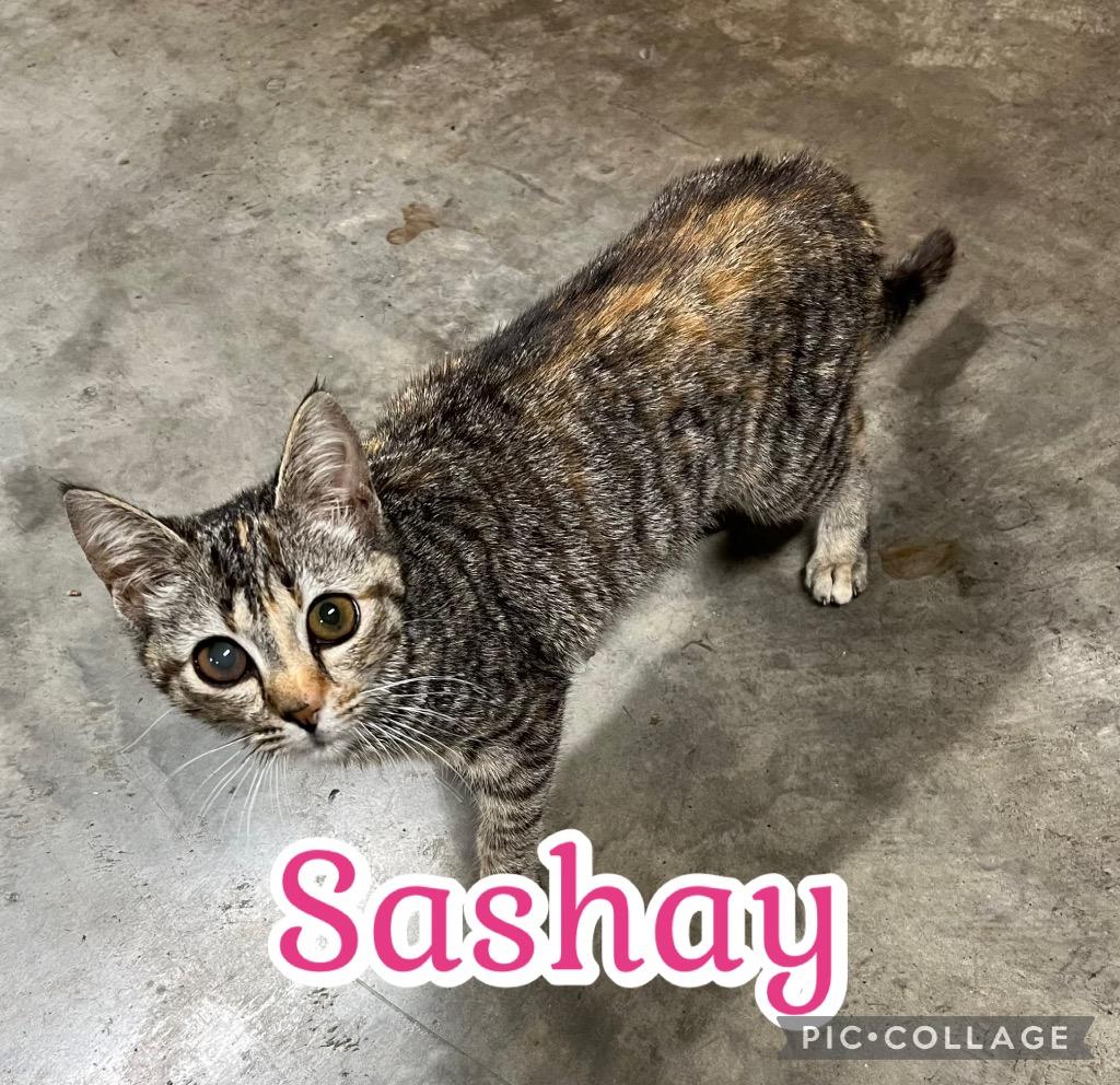Sashay, Adoptable, Kitten Female Domestic Short Hair.