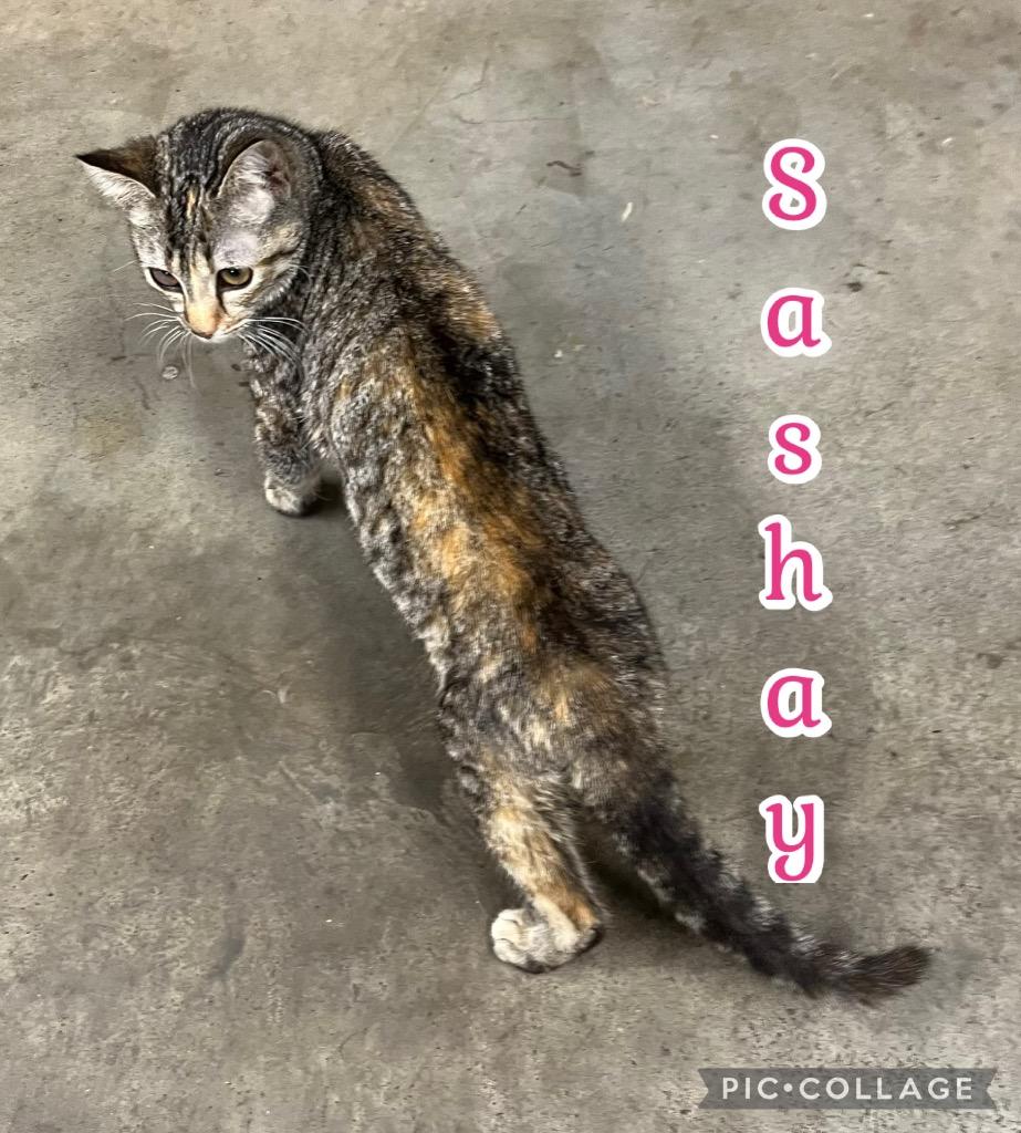 Enlarge Sashay, a Adoptable mixed breed in Fort Oglethorpe, GA image 3/6