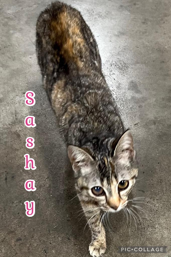 Enlarge Sashay, a Adoptable mixed breed in Fort Oglethorpe, GA image 6/6