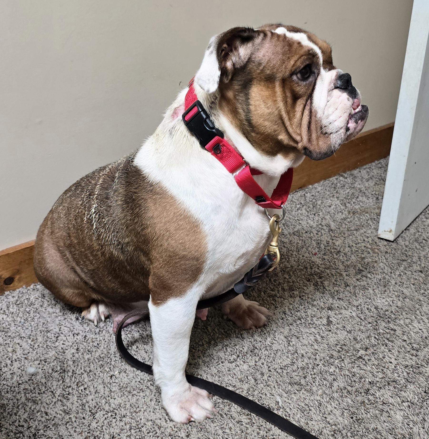 Enlarge Roxy, an adopted English Bulldog in LaGrange, IN image 5/6
