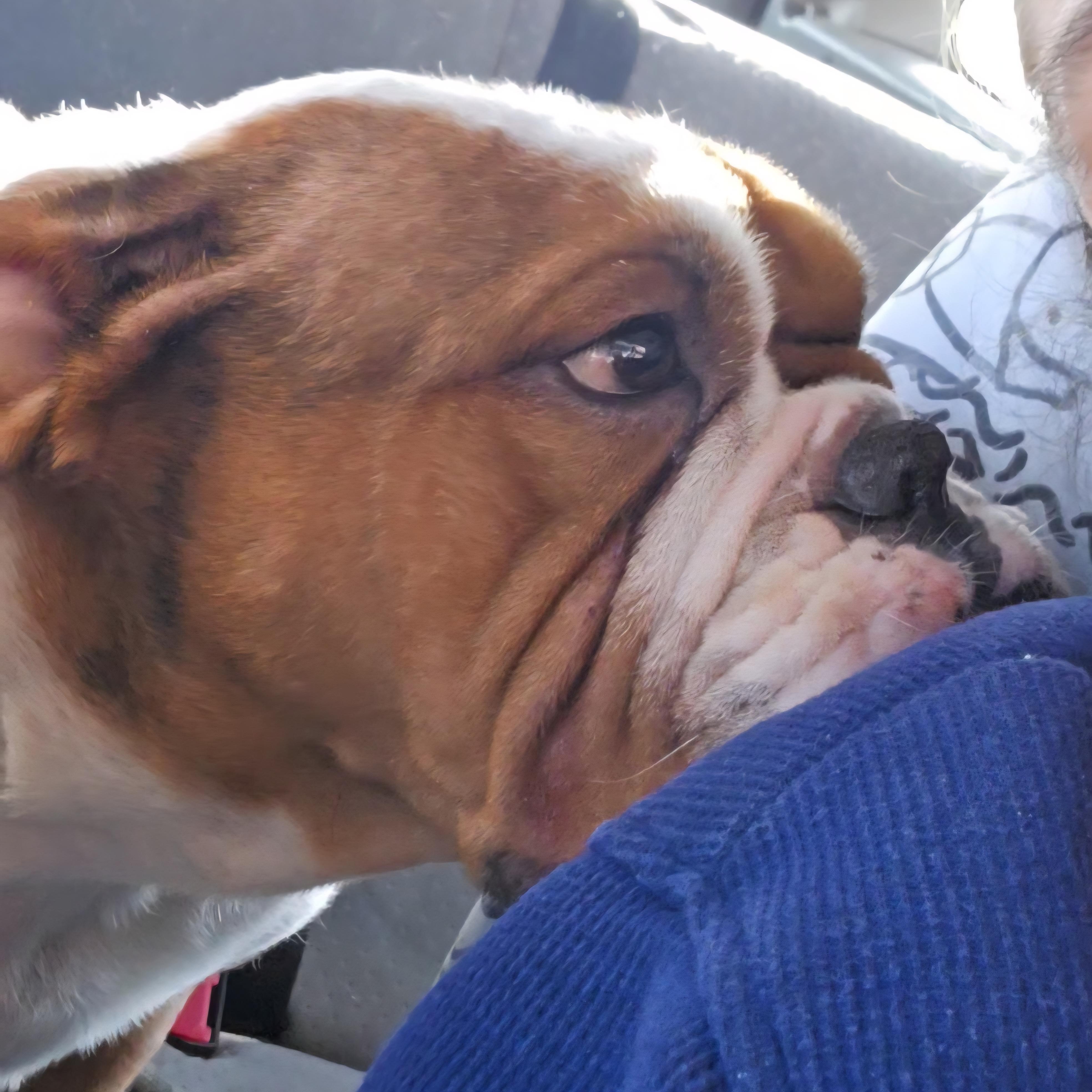 Enlarge Roxy, an adopted English Bulldog in LaGrange, IN image 2/6