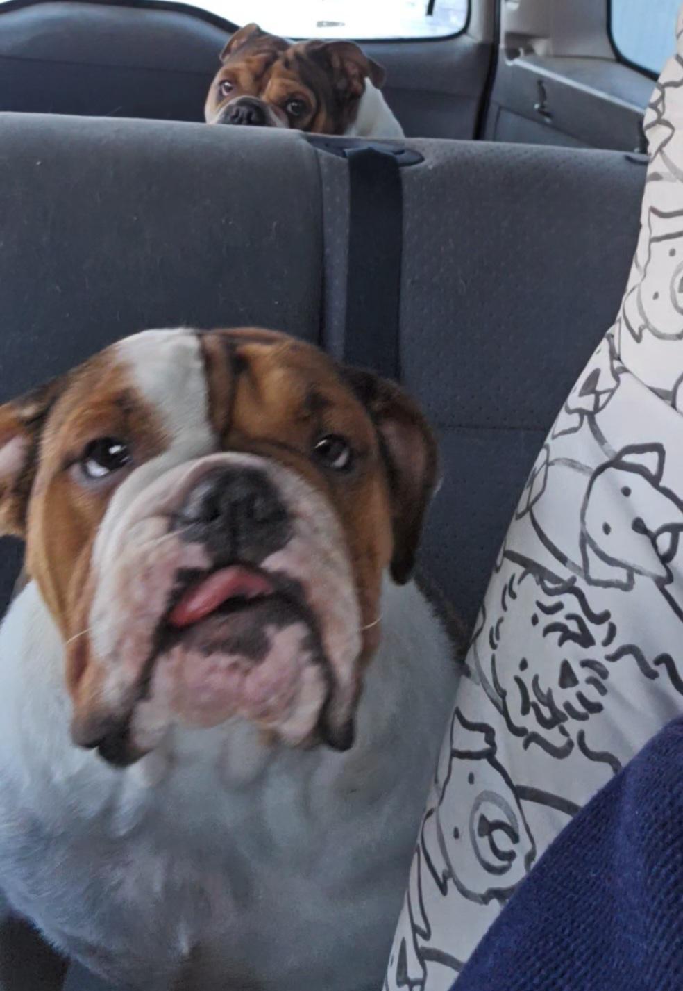 Enlarge Roxy, an adopted English Bulldog in LaGrange, IN image 4/6