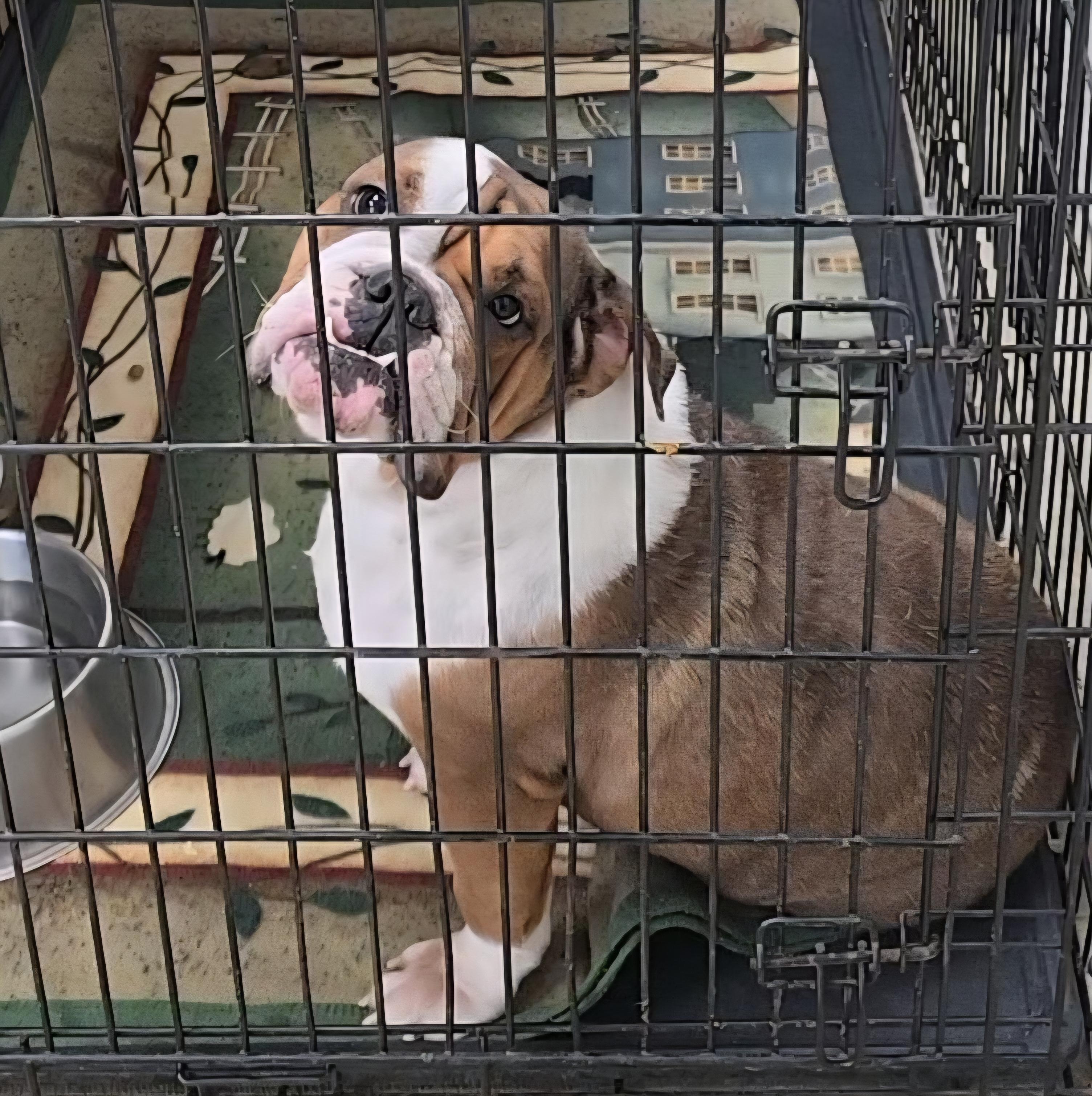 Enlarge Roxy, an adopted English Bulldog in LaGrange, IN image 1/6