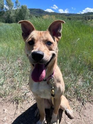 Enlarge Sierra, a ADOPTABLE mixed breed in Steamboat Springs, CO image 2/2