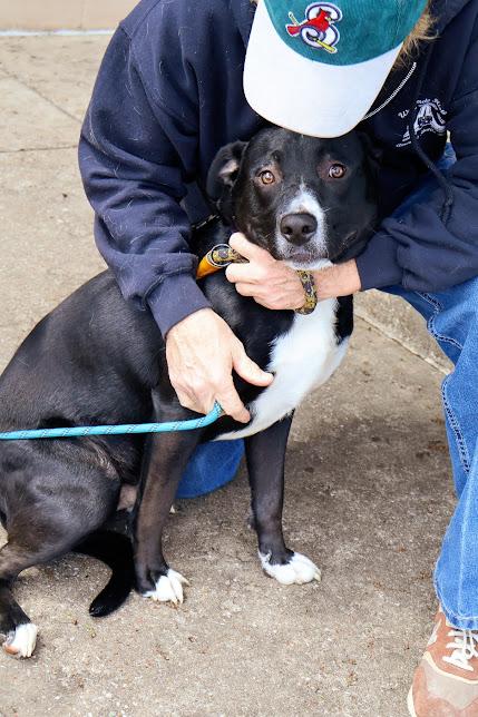 Sonny, a ADOPTABLE mixed breed in Hollister, MO image 3/3