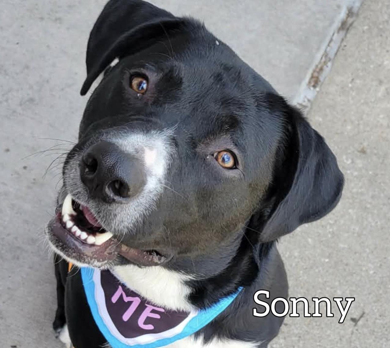 Sonny, a ADOPTABLE mixed breed in Hollister, MO image 2/3