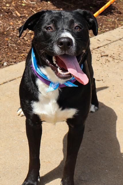 Sonny, a ADOPTABLE mixed breed in Hollister, MO image 1/3