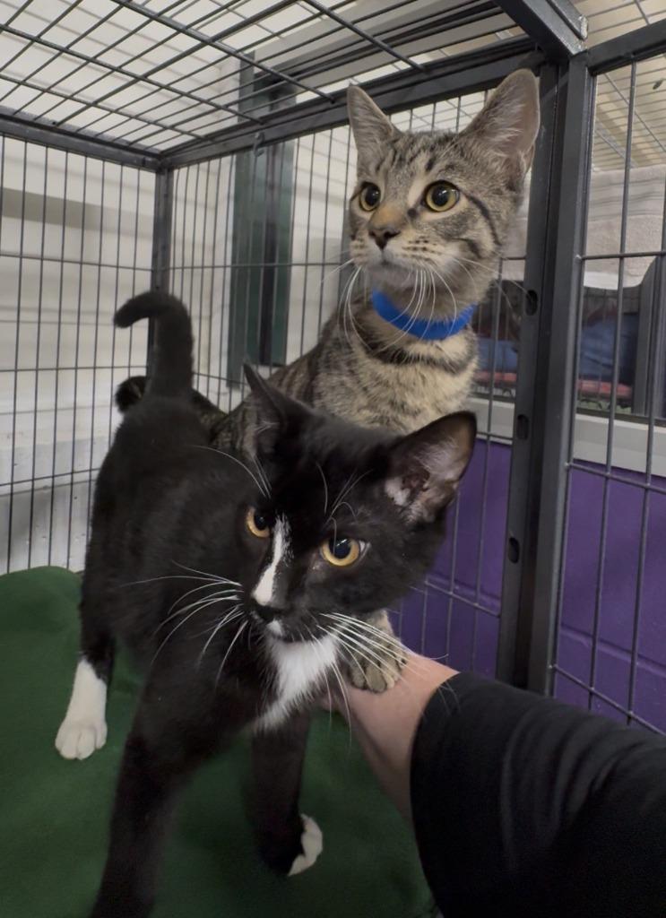 Gatsby, Adoptable, Kitten Male Domestic Short Hair.