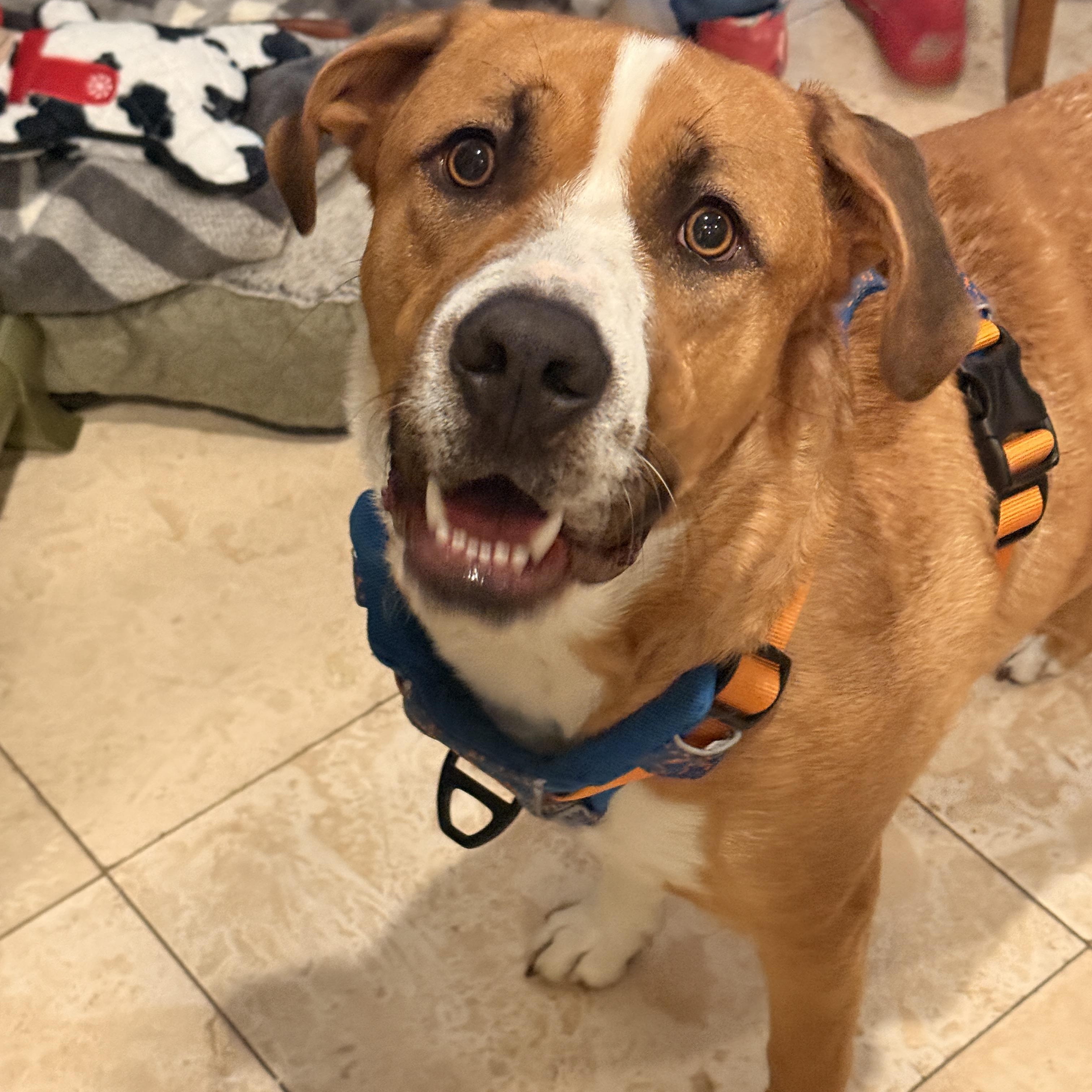 Enlarge Charlie, a Adoptable Mixed Breed in Bellingham , WA image 5/6