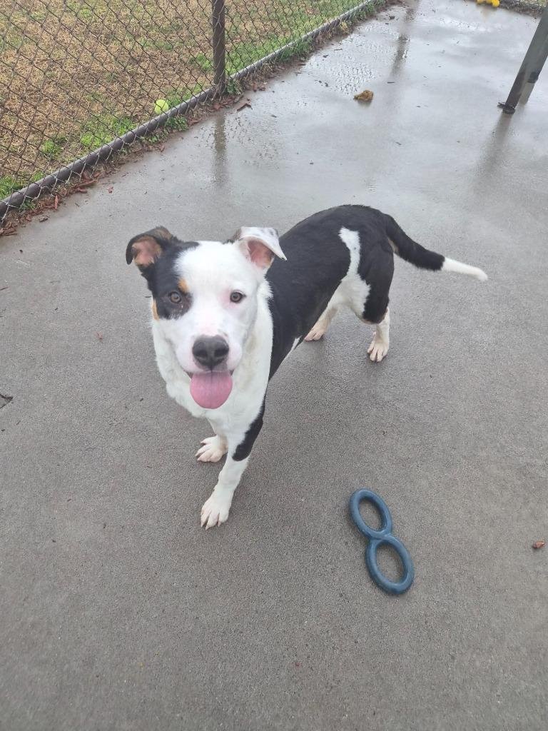 Enlarge Fouch, a Adoptable mixed breed in Rome, GA image 1/3