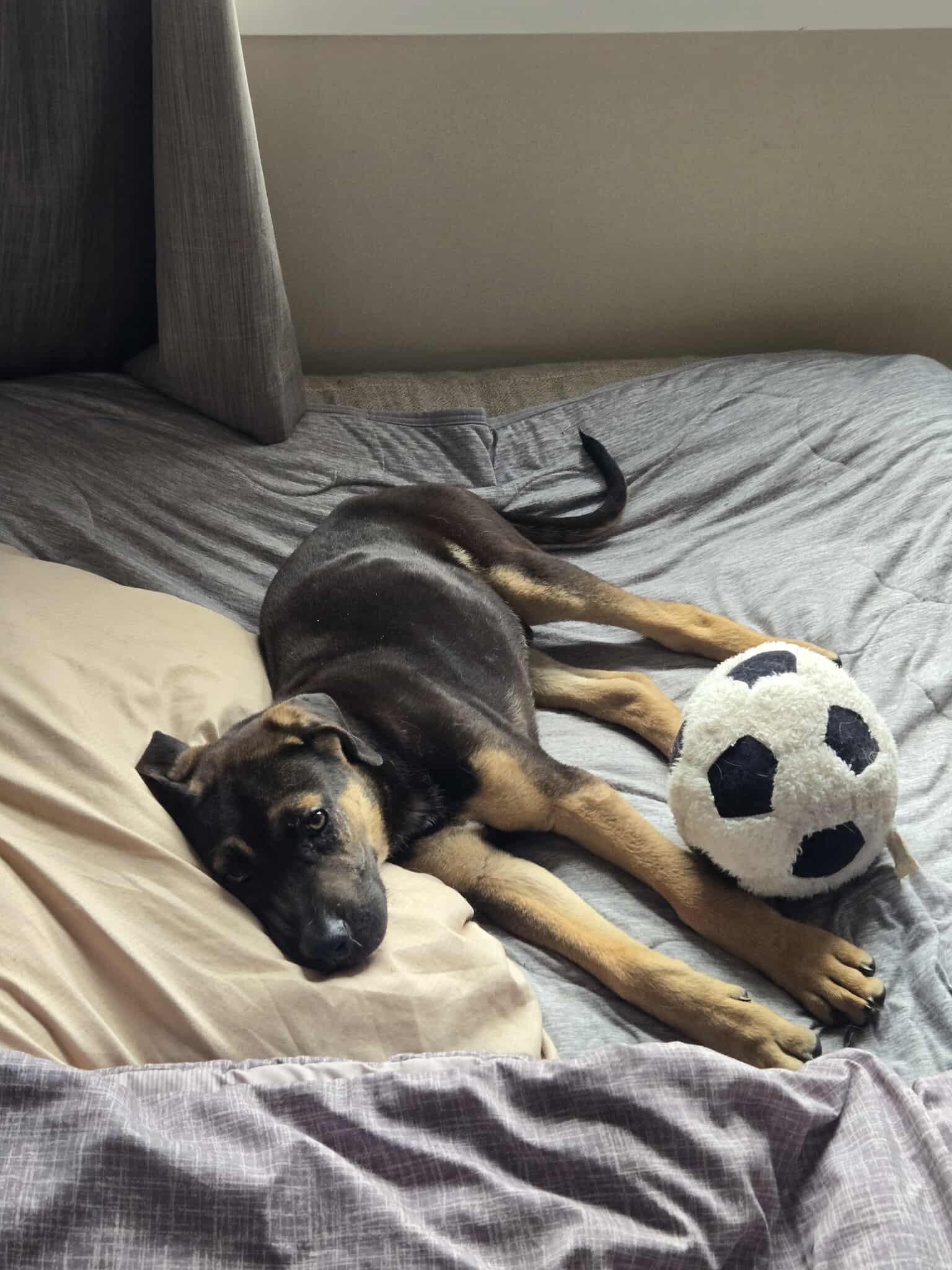 Marvin, an adoptable Mixed Breed in Edmonton, AB, T5Y 3N6 | Photo Image 3