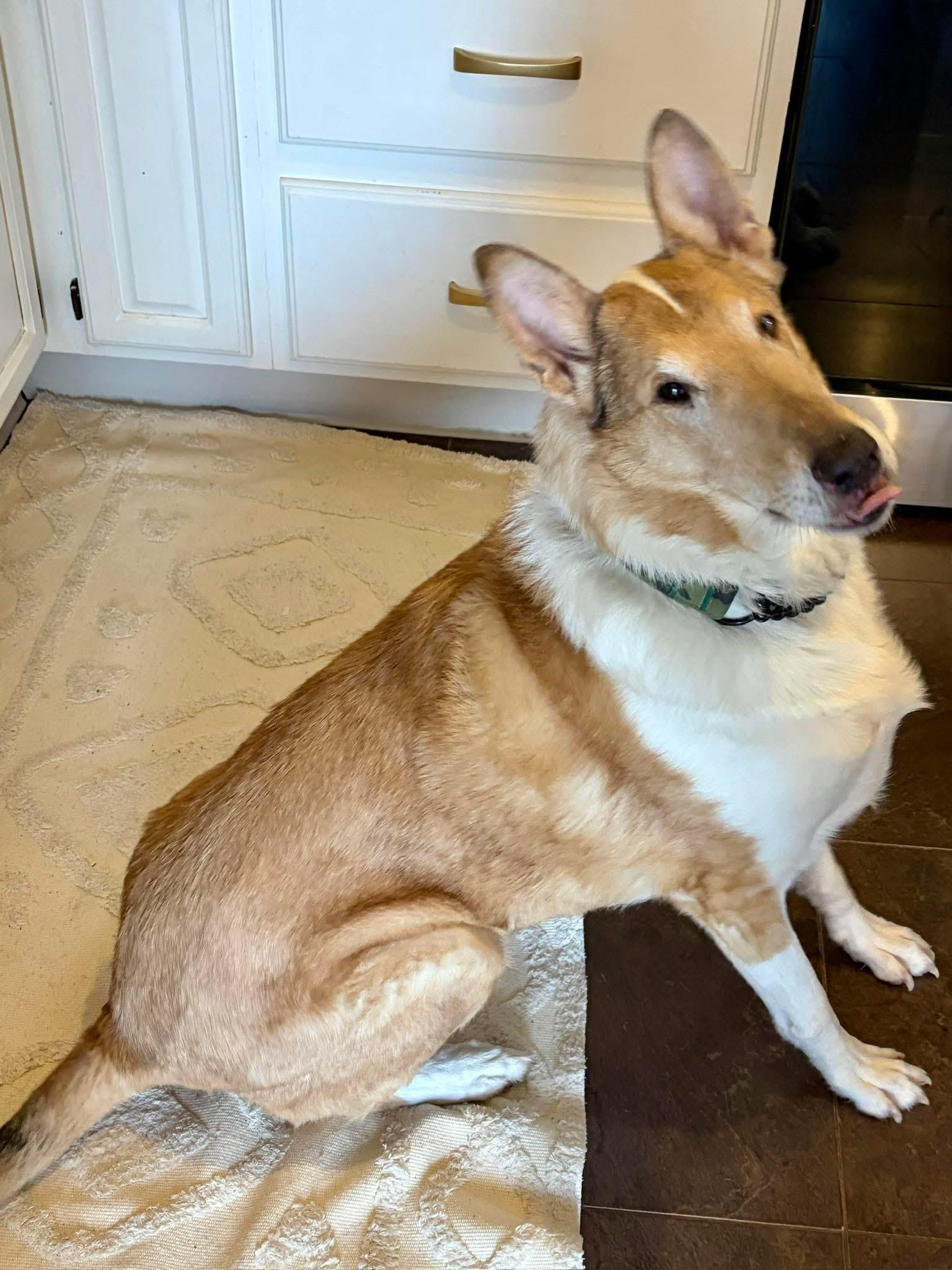 Enlarge Judge Michael, an adopted Smooth Collie in Jamesville, NY image 5/5