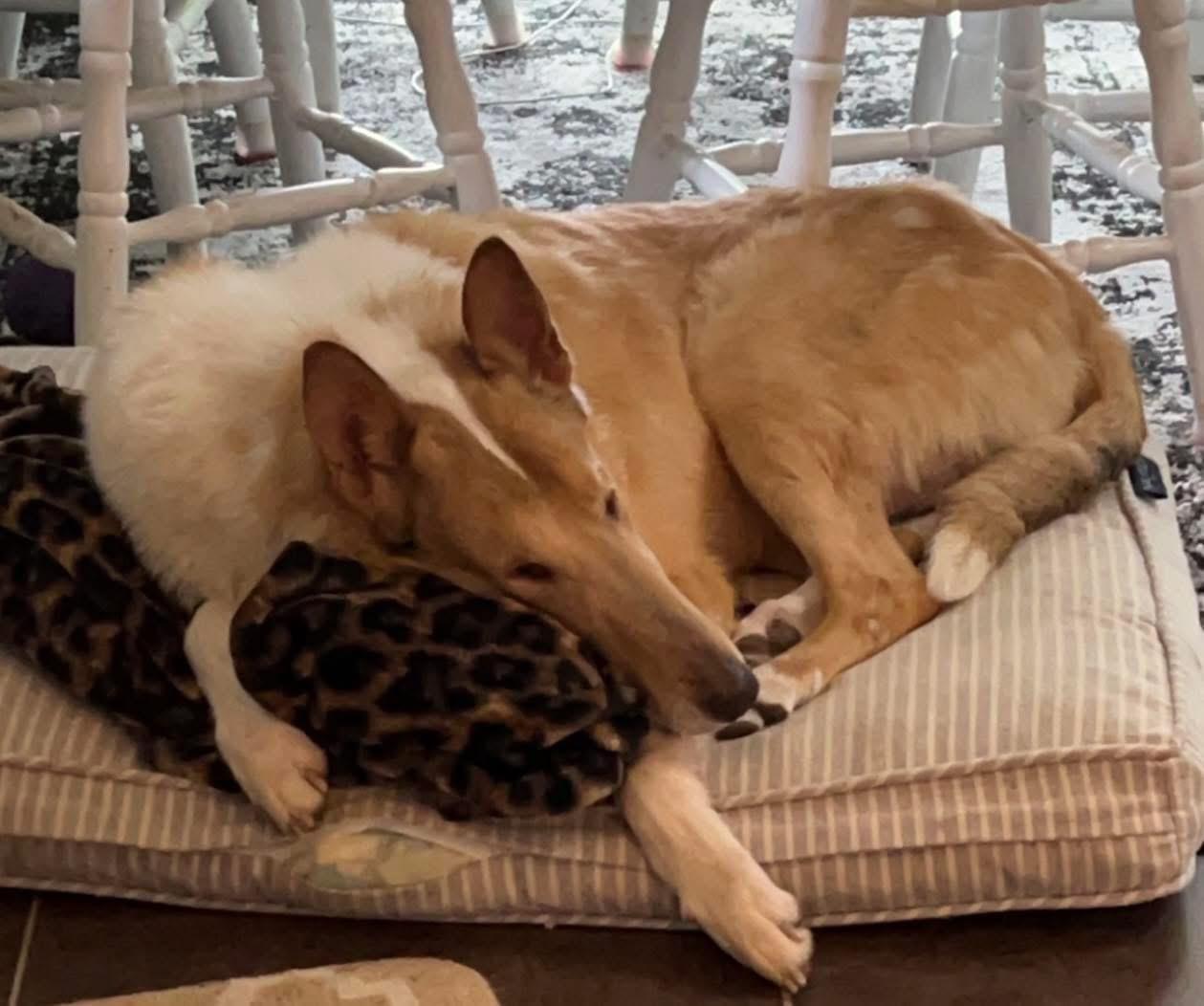 Enlarge Judge Michael, an adopted Smooth Collie in Jamesville, NY image 2/5