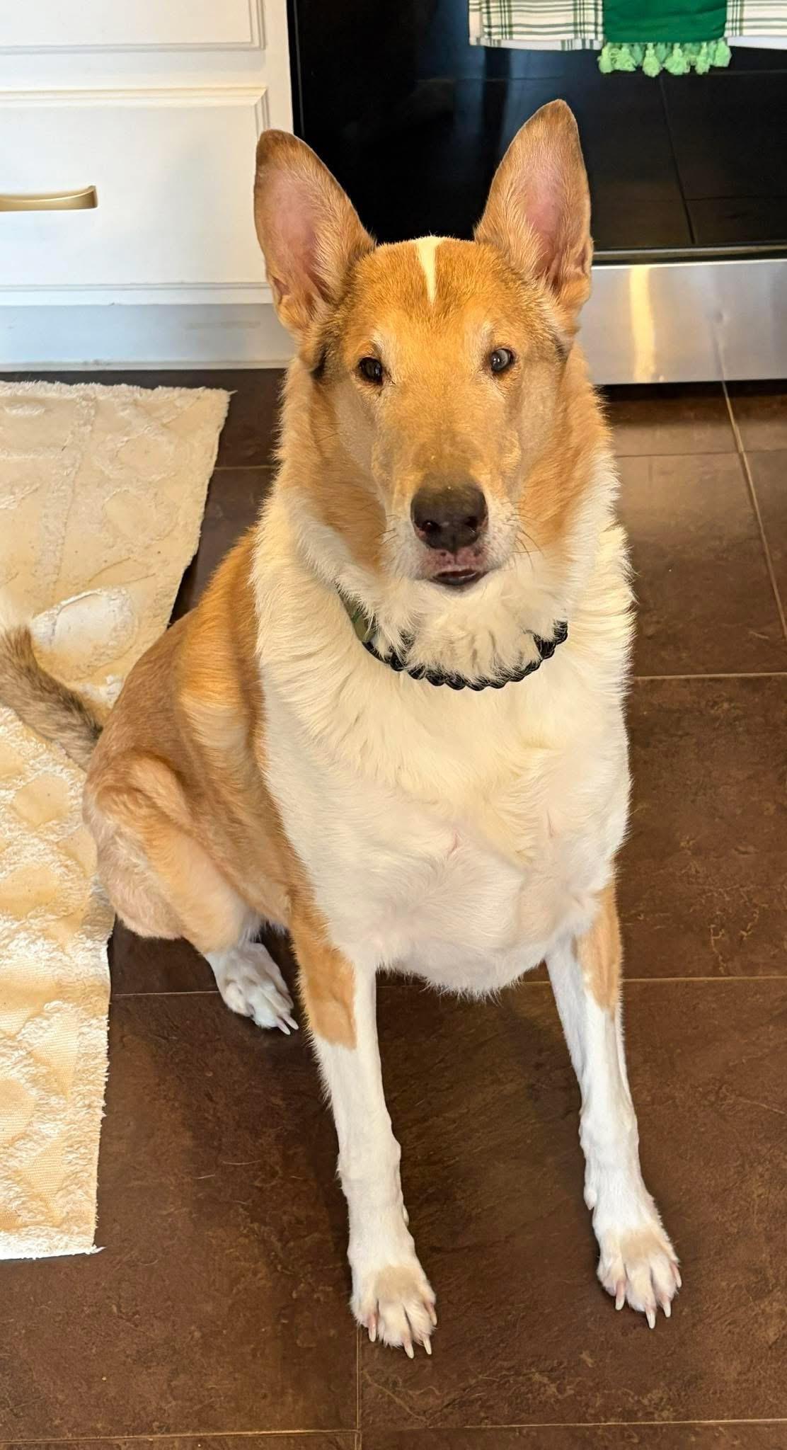 Enlarge Judge Michael, an adopted Smooth Collie in Jamesville, NY image 1/5