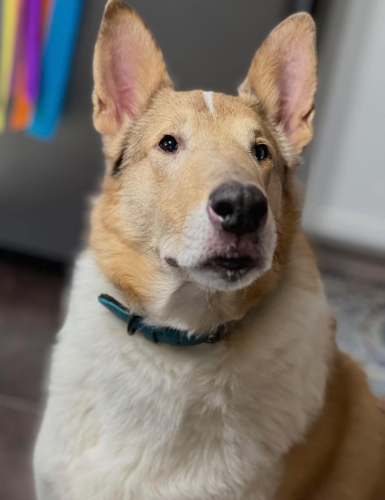 Enlarge Judge Michael, an adopted Smooth Collie in Jamesville, NY image 3/5